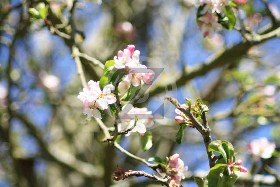 close up of blossom on a tree