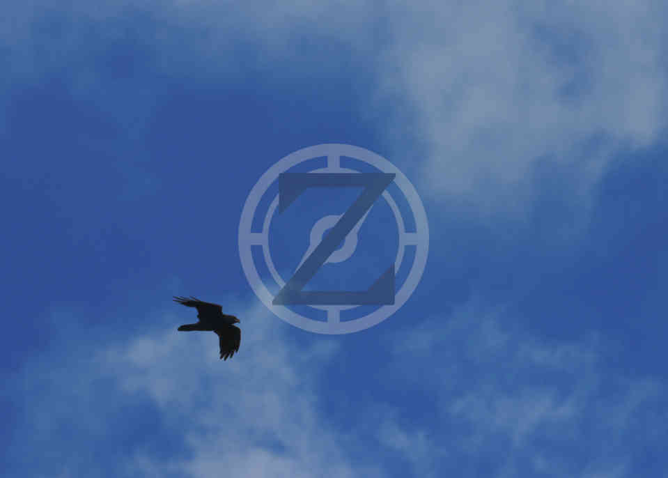 A singular crow flying high in the blue sky