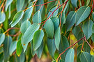 close-up-tree-with-green-leaves-red-branch-with-green-leaf.jpg