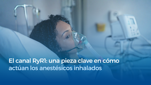 El canal RyR1: una pieza clave en cómo actúan los anestésicos inhalados