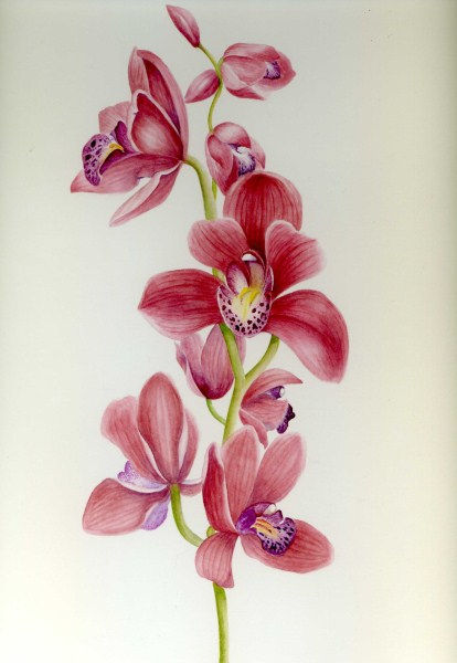 Pink Orchid