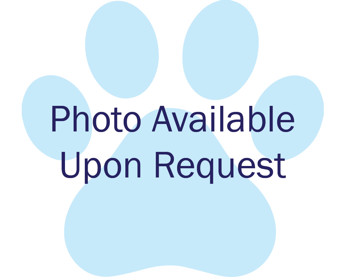 Nanaimo Animal Control Services Found Pets