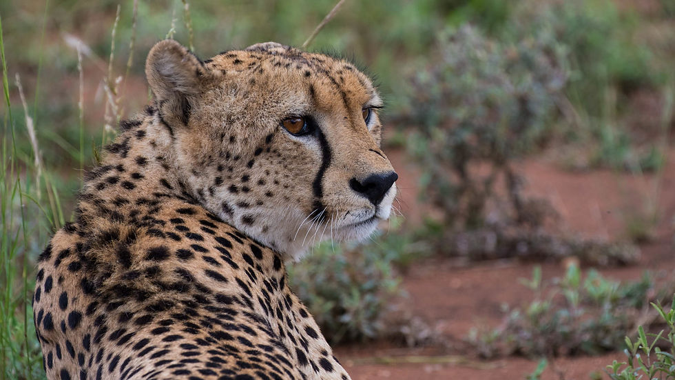 Cheetah-1-_small.jpg