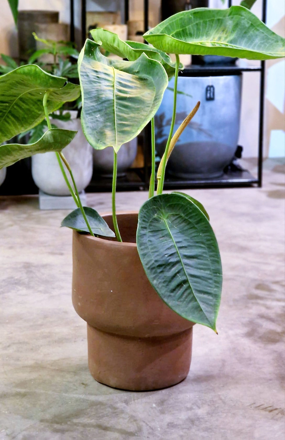 Miniatura: Květináč Terra XL hnědý