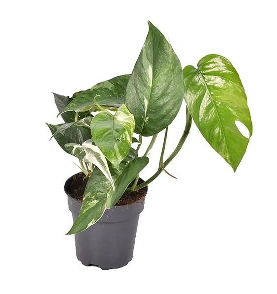 Epipremnum Variegata