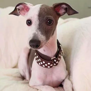 Write a Review | Richardson, TX | TX Italian Greyhound Rescue Inc.