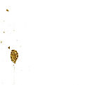 white and gold foil .jpg