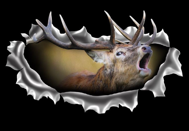 Thumbnail: Red-Deer-Torn-Metal