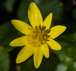 Ranunculus ficaria