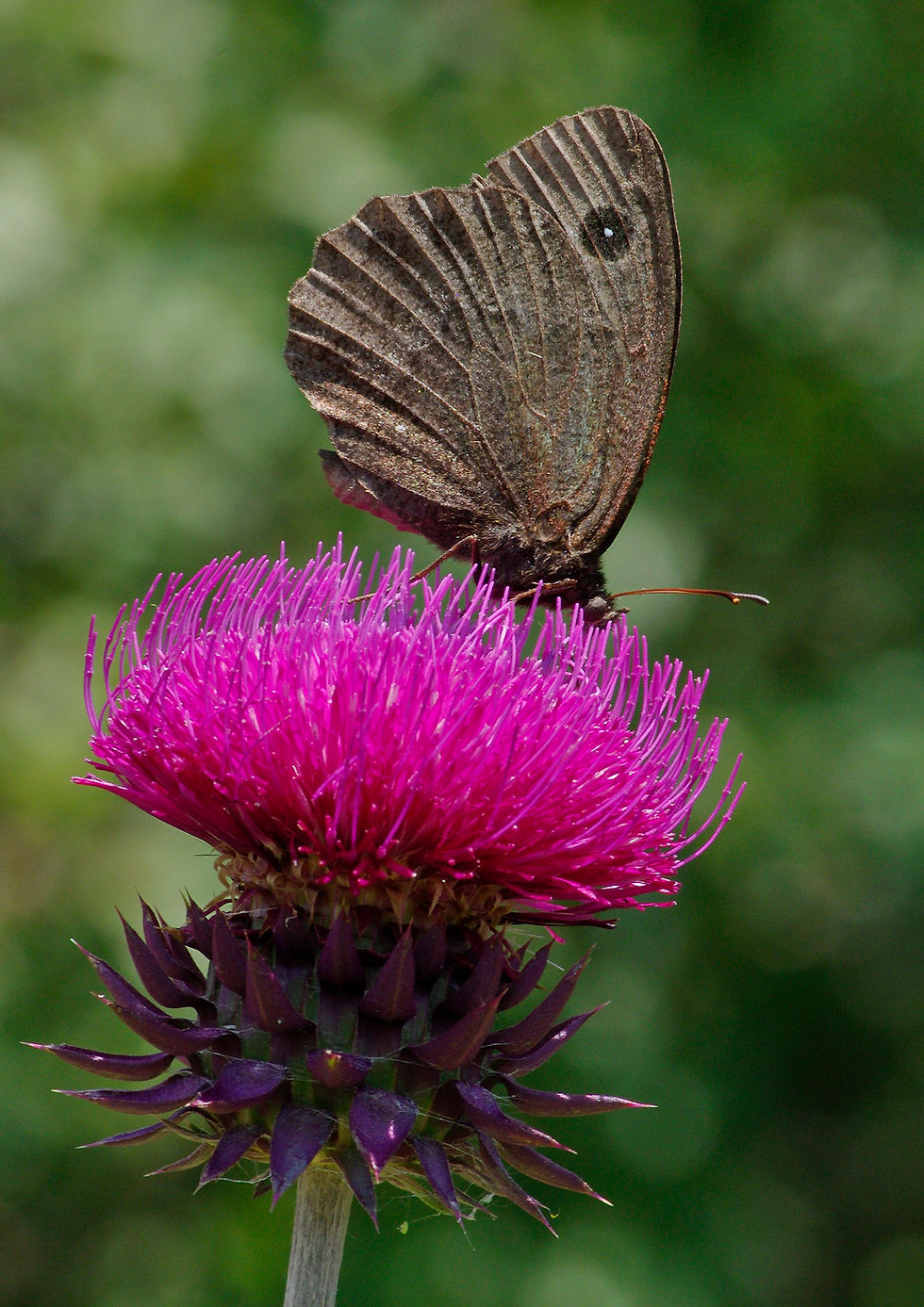 Satyrus ferula