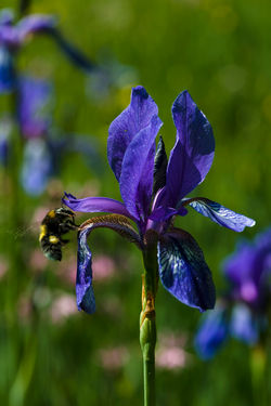 Giaggiolo siberiano con ospite