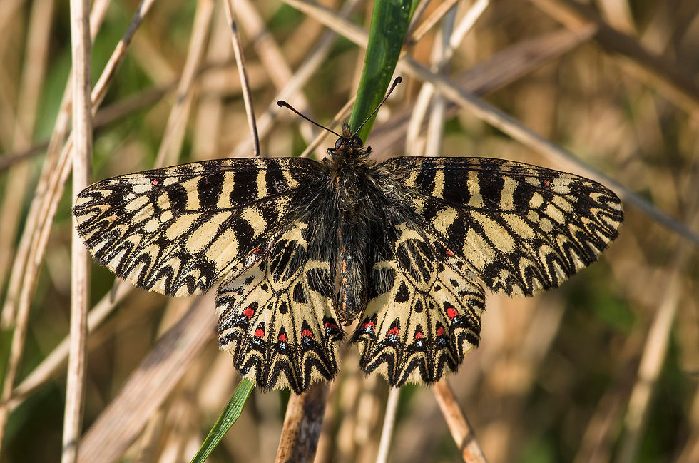 Zerynthia polyxena