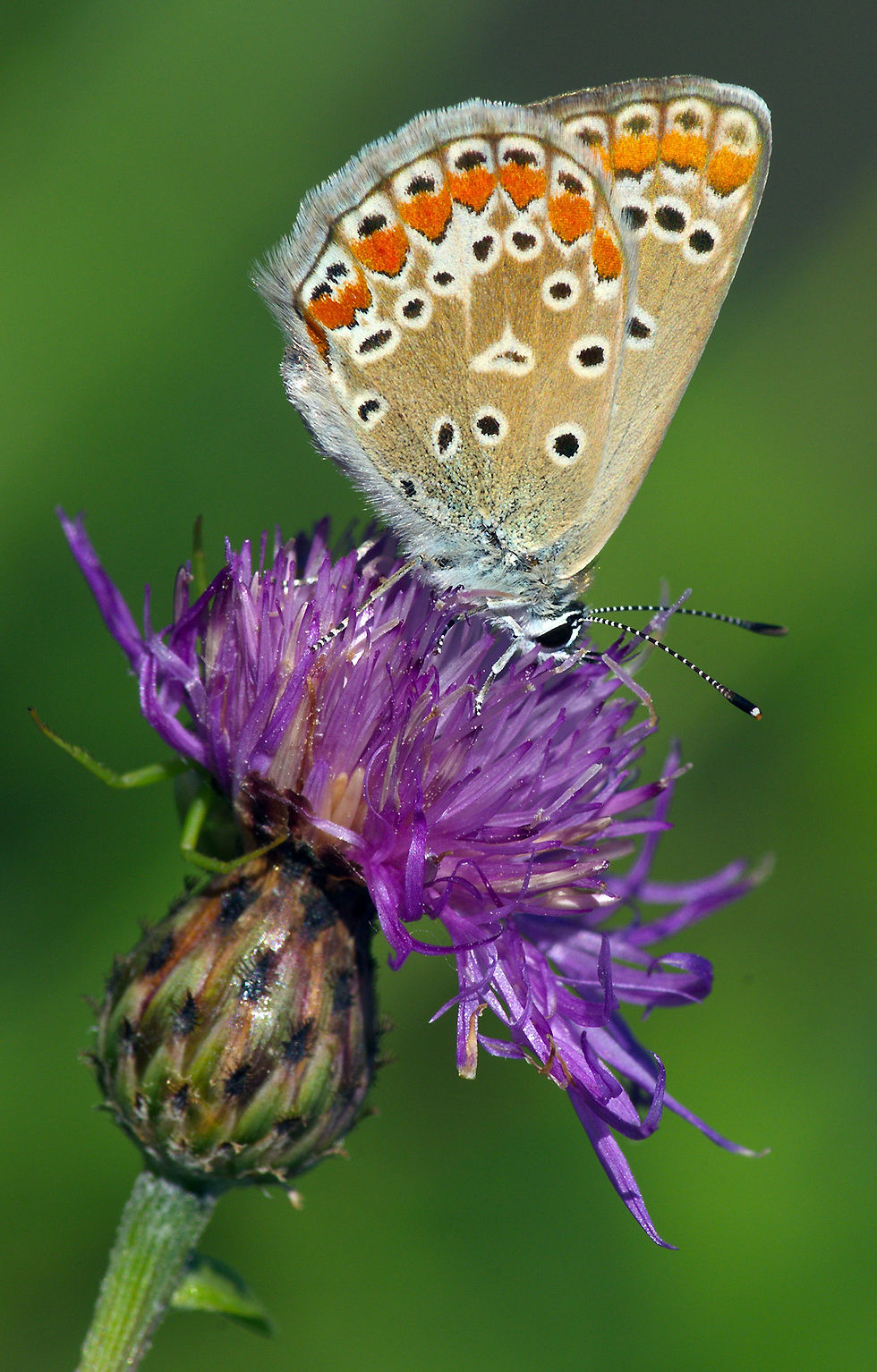 Polyommatus icarus