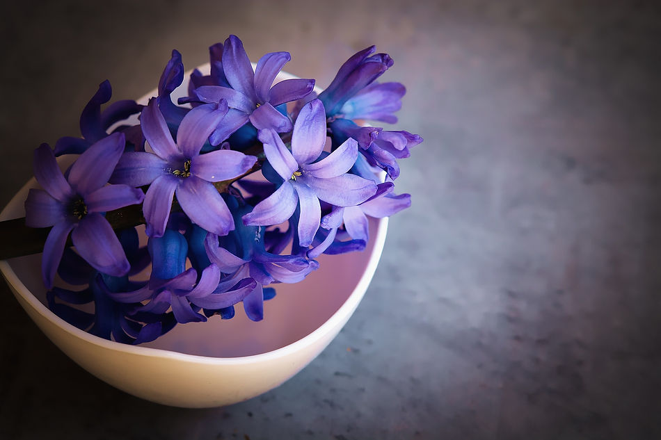 hyacinths-1403653_1920.jpeg