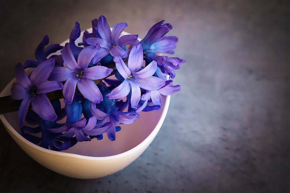 hyacinths-1403653_1920.jpeg