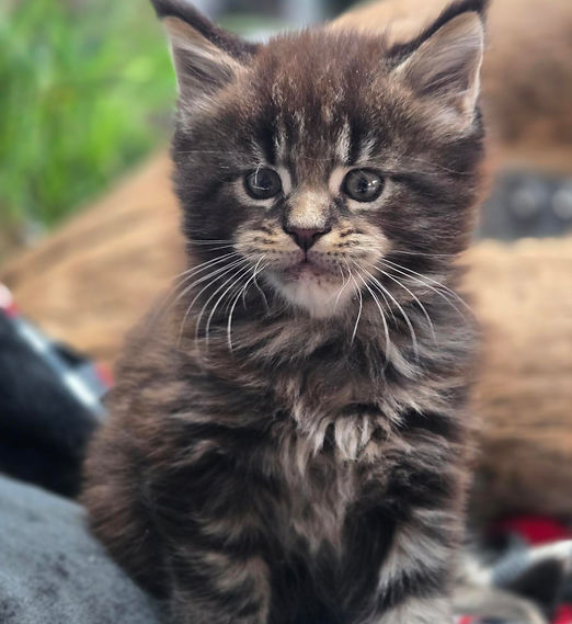 Blind Canary Maine Coons MN Bandit 20251201.jpg