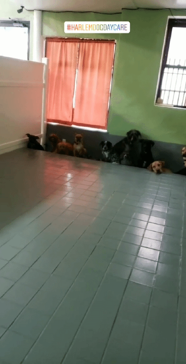 stimulating fun dog daycare Harlem