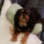 Coco Amaranta Torres