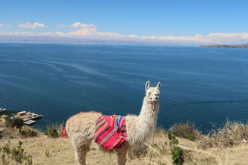 Llama en lago titicaca