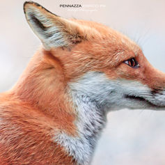RED FOX WEB2.jpg