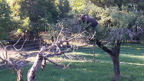 THE CASE OF THE BEAR ENTERING THE ELECTRIFIED FENCE IN VILLETTA BARREA (AQ) ITALY