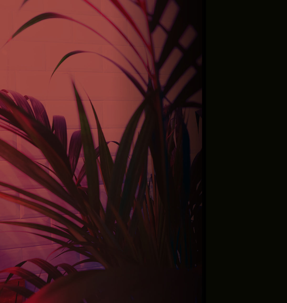 plants-with-pink-accent.jpg