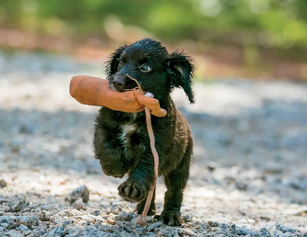 Easy retrieve training for pups