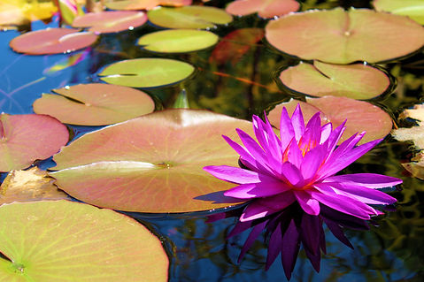 Fleurs de lotus et Lily Pads sur un jardin aquatique à un étang de Koi pris dans un jardin zen