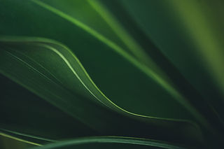 Nature de feuille verte foncée dans le jardin