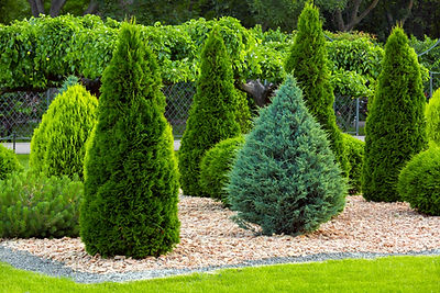 Arbres d’ornements