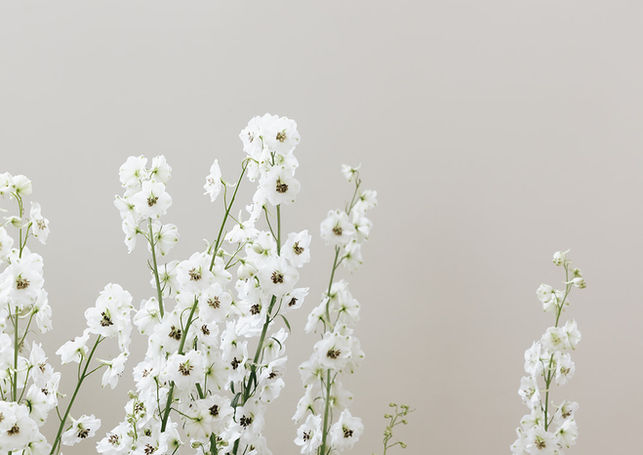 Fleurs blanches utilisées dans une scénographie de mariage épurée