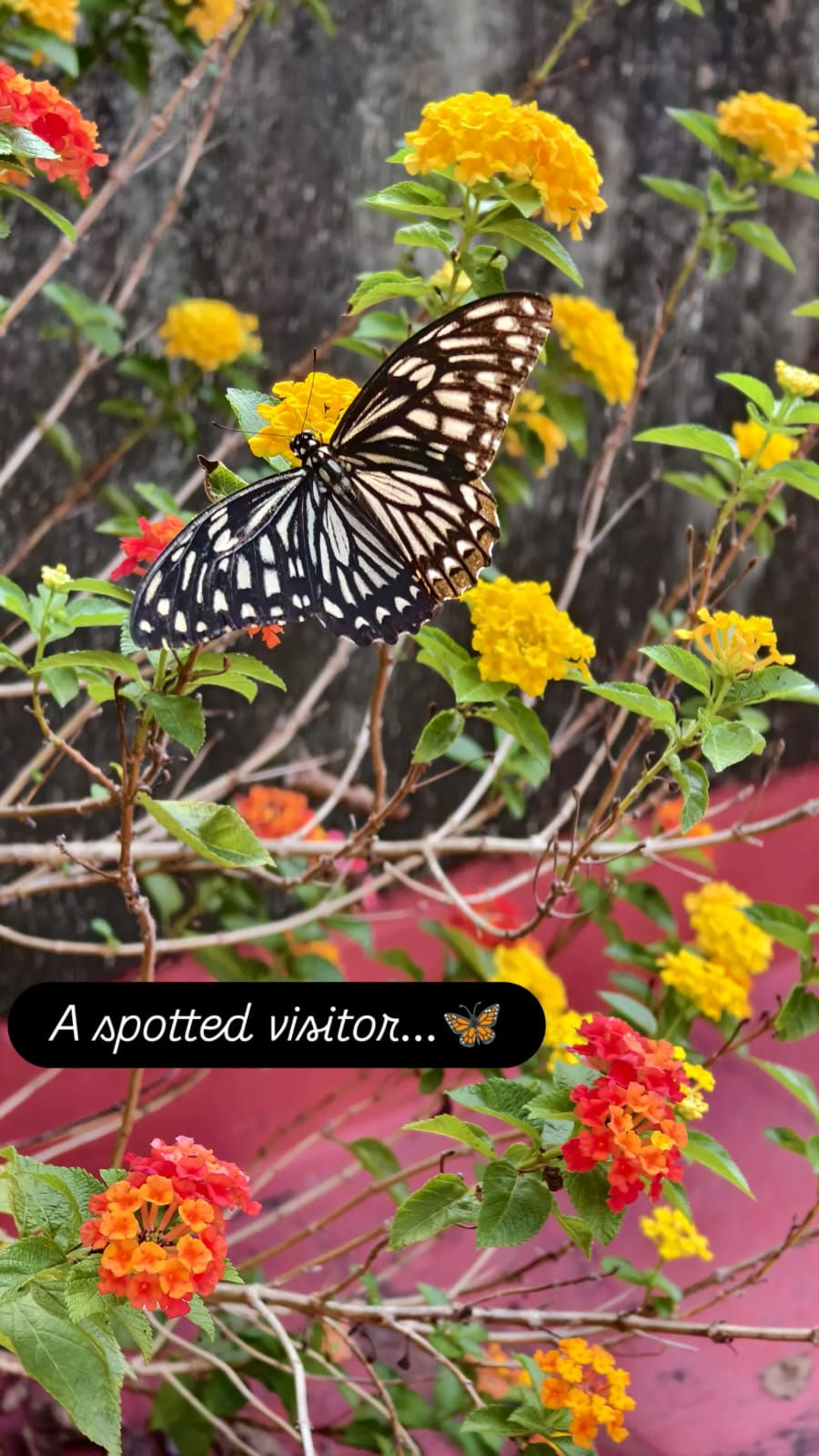 Butterfly among flowers
