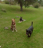Screenshot_20210328-133705.png