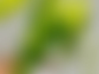 Philodendron Cosmic Registered