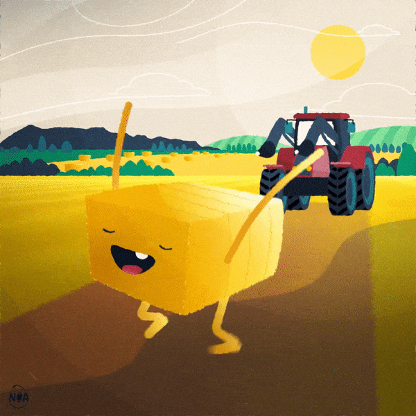 Catch the hay