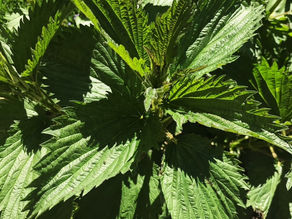Nettle Pie + More