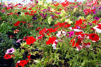 Greenhouse Flowers