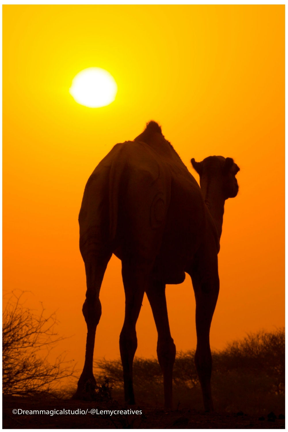 Camel Sunset A3 print