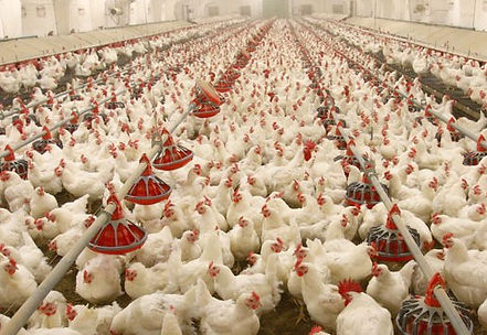 Poultry-House..jpg