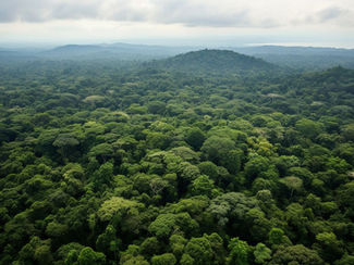 Vista aérea de floresta tropical densa e verde, com colinas ao fundo sob céu nublado e atmosfera serena.