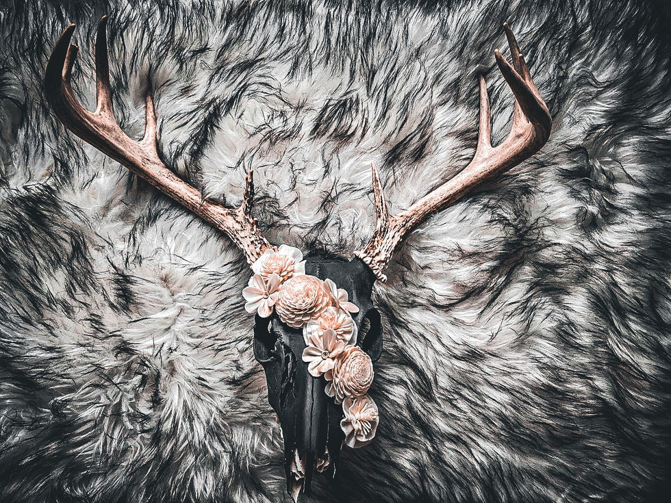 Whitetail Deer Skull