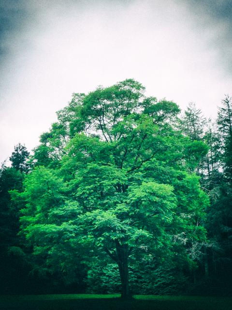 28382690400_083a347b5c_o