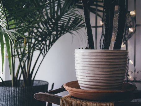 Indoor Plants - IAHS