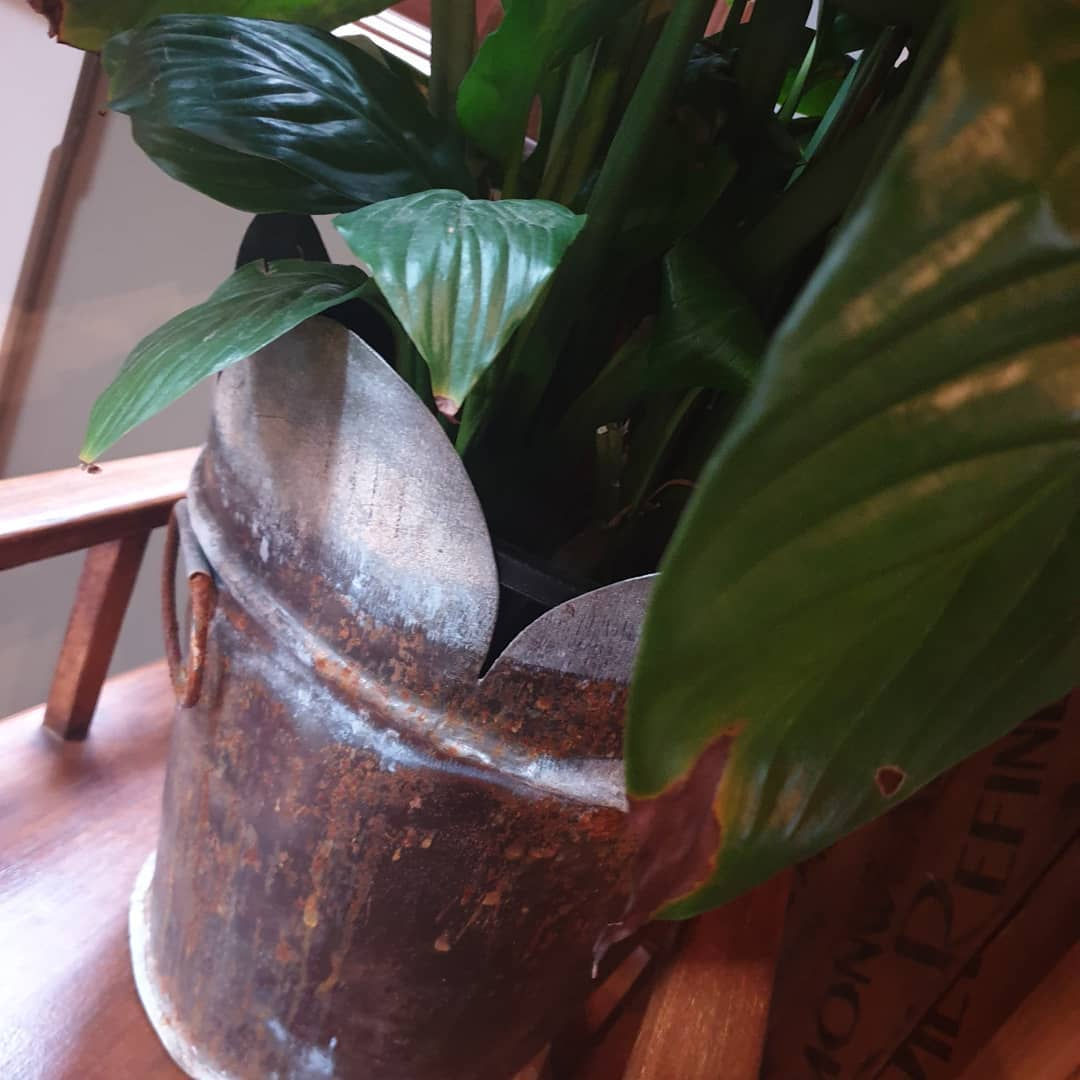 Vintage Petal Pot