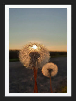dandelion