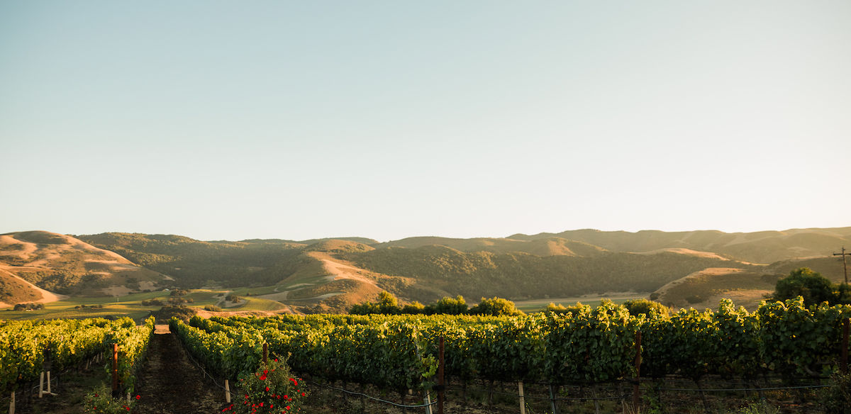 Santa-Rita-Hills-Vineyard