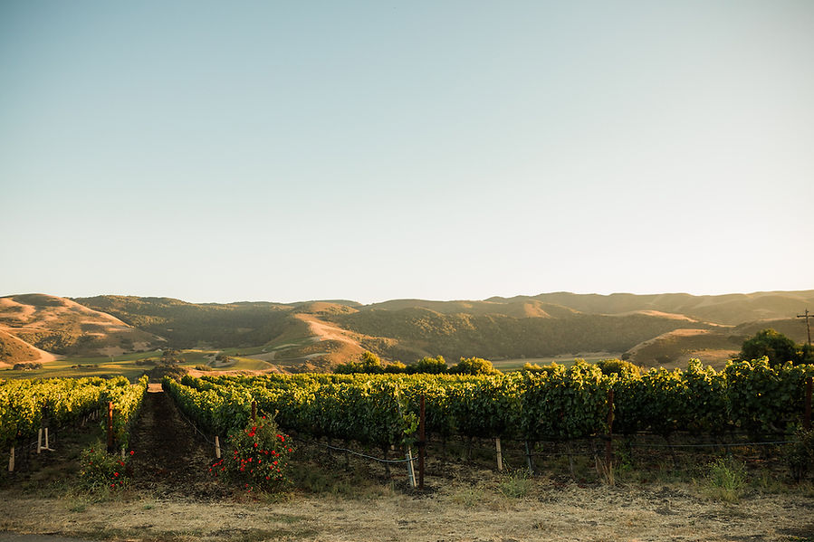 Wenzlau Vineyard.jpg