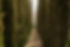 14_DavidBorda-OrnamentalViver_262_BR.jpg