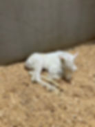 25 filly Spooks Gotta Spark x Gunna Make My Mark