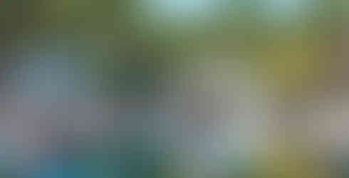 Mauricia Beachcomber